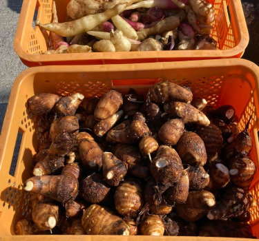 「自然と食」を楽しむ れいほく野菜収穫 in カワムラファーム